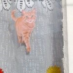 Gato Cortina